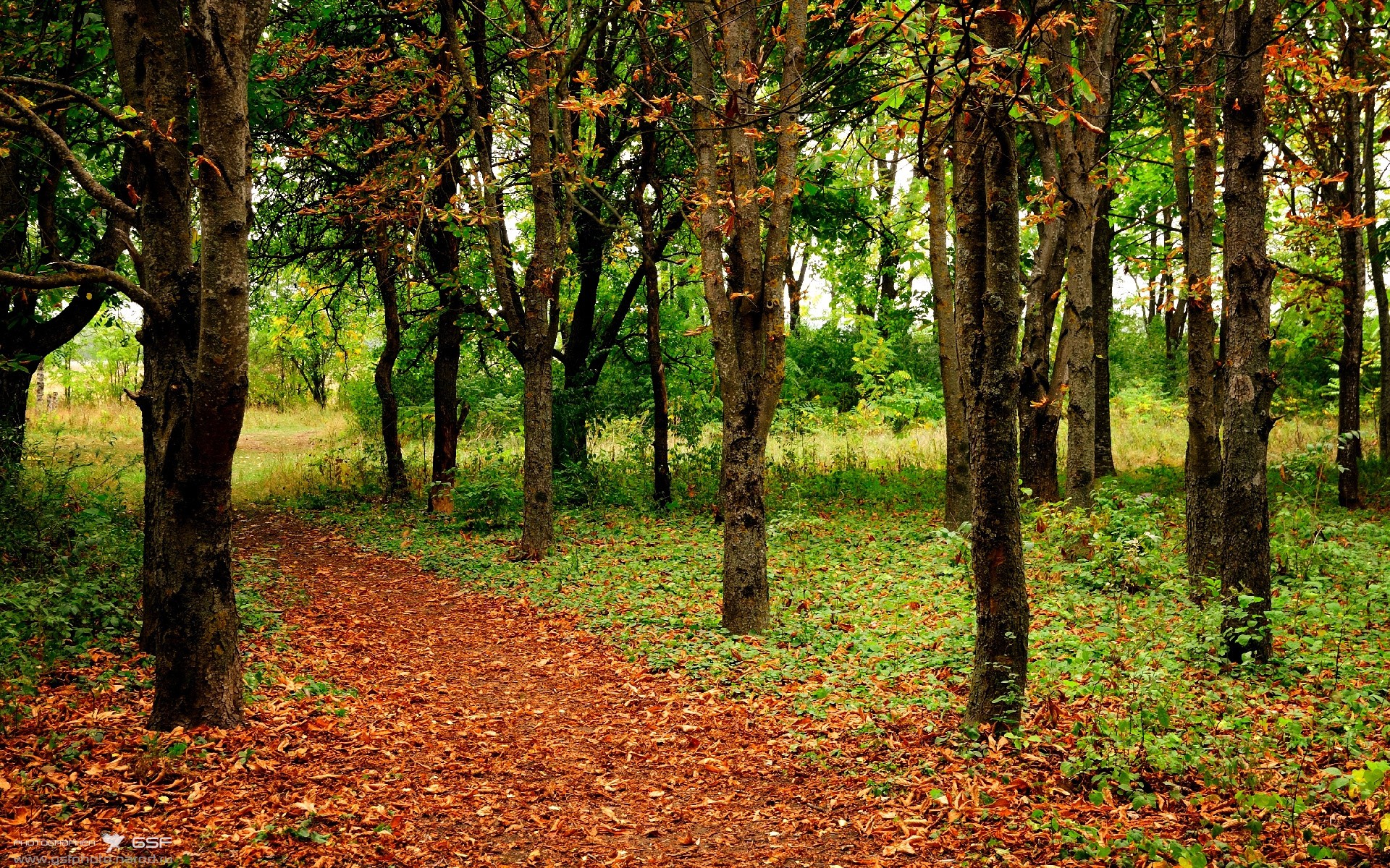 赛道上的三分雨,当范弗利特点燃F1年度争冠之夜