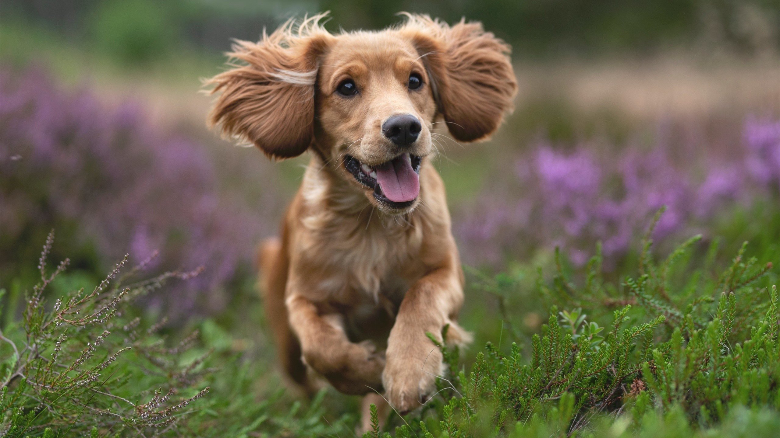 开云体育平台APP-神来之笔定乾坤！拉亚无争议当选全场最佳，诠释门将即基石的现代足球真谛