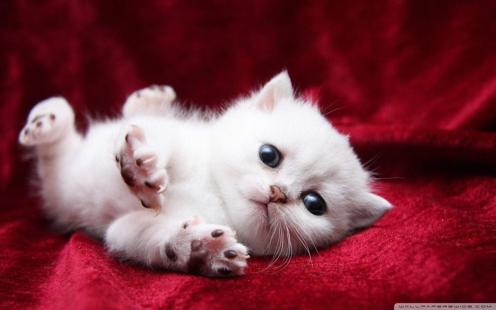 开云体育app-金靴撕裂黄昏防线，哈兰德领衔北欧风暴，将如何强行终结哥斯达黎加式老男孩防线？