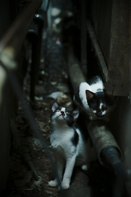 蝴蝶风暴,尼日利亚如何收割曼联,库尔图瓦为何在德甲争冠战中接管比赛