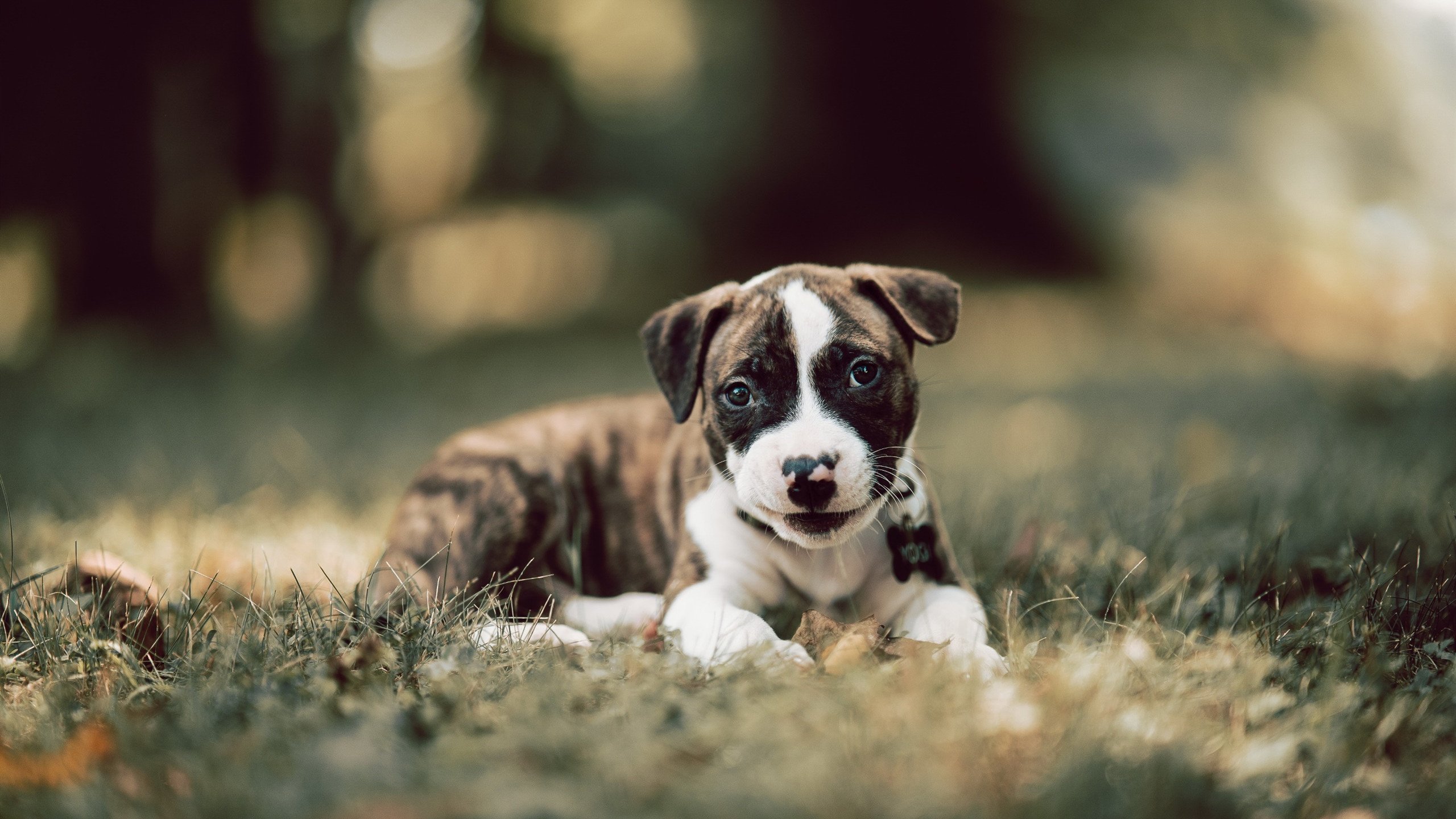 唯一性验证，当AC米兰对阵几内亚成为我的独家记忆