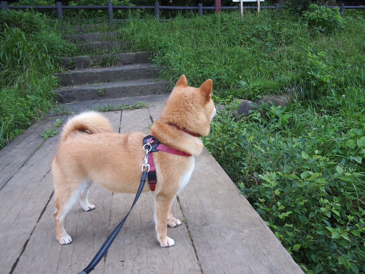 最后一圈与最后一投，莫兰特接管F1争冠，公牛绝杀尼克斯的启示