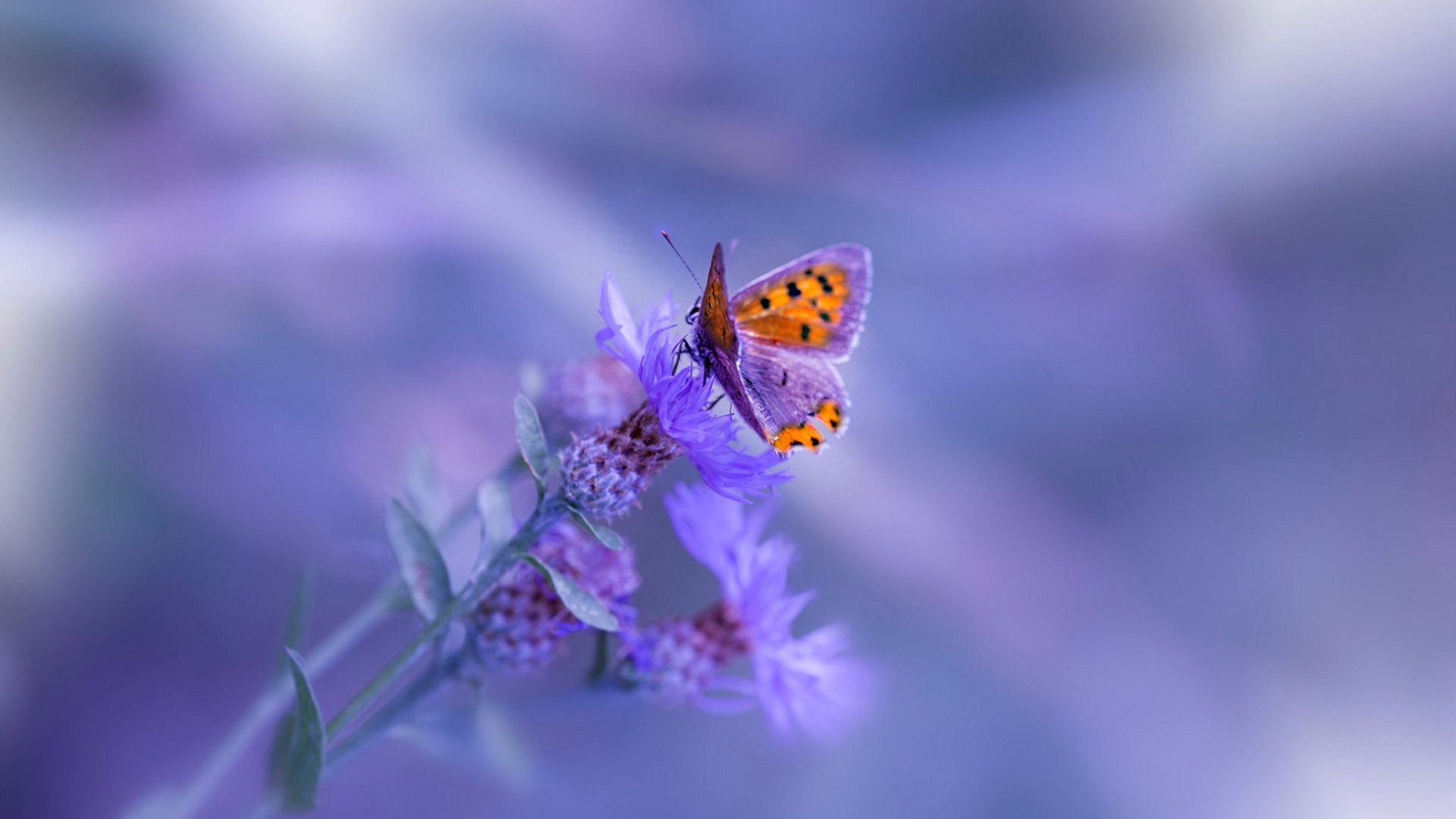 开云体育官网-跨越太平洋的篮球霸权，从湖人压制到德罗赞接管，关键战DNA的全球印证