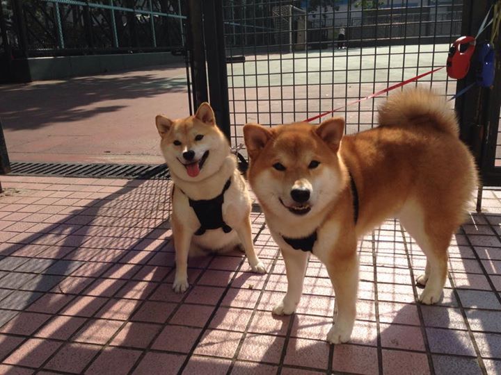 绿茵教科书，当孔德的标准答案击穿喀麦隆的野性天赋