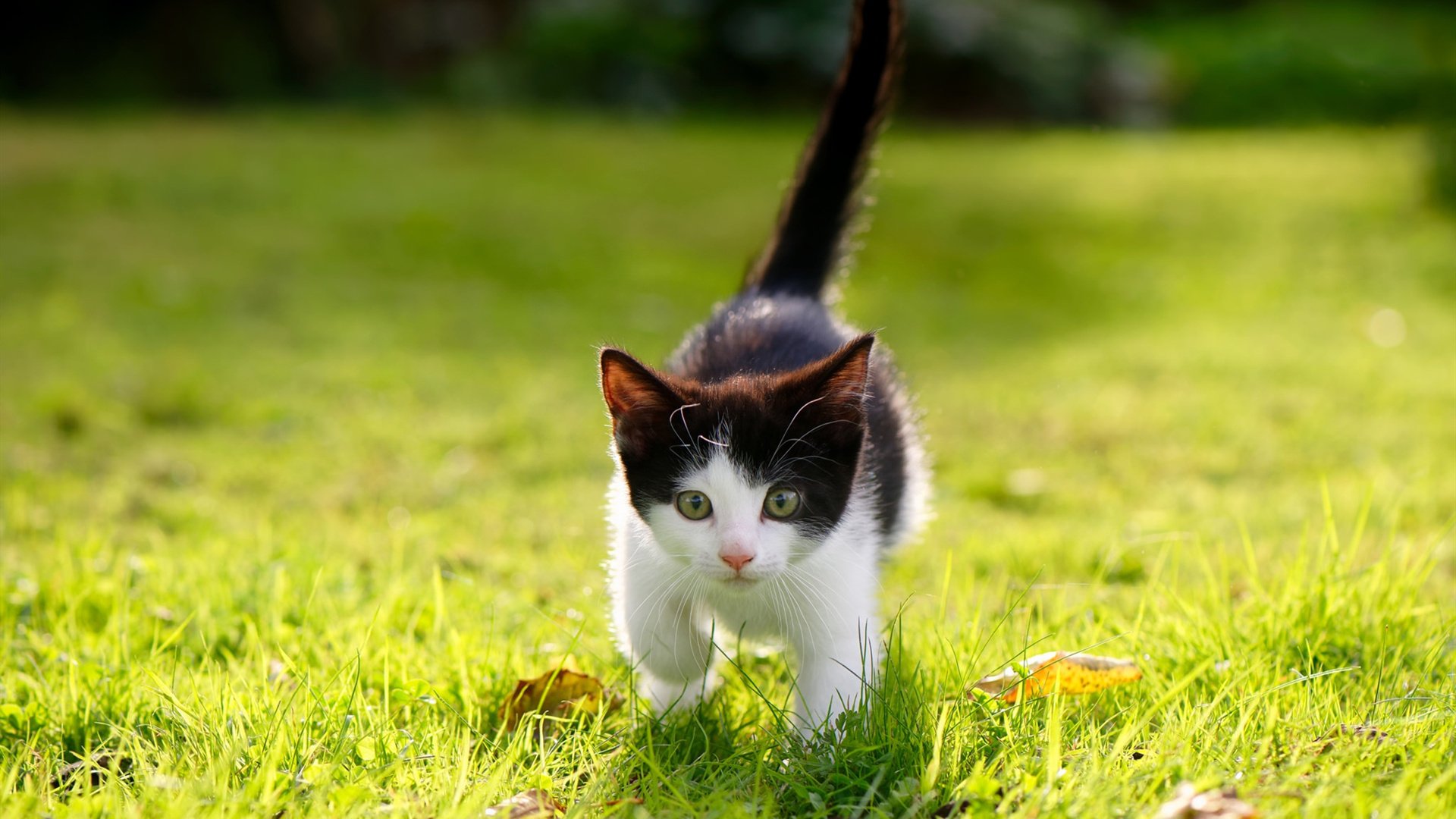 开云体育官网-紫金之围，当约基奇以苏丹之姿，将国王困于篮球的君士坦丁堡