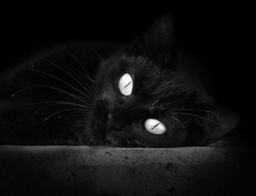 紫金之围，当约基奇以苏丹之姿，将国王困于篮球的君士坦丁堡