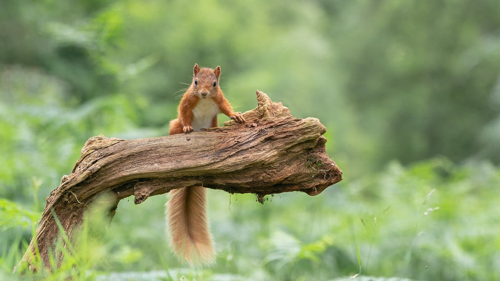 绿茵场上的掌控艺术，巴西的节奏魔术与孙兴慜的压制级表演