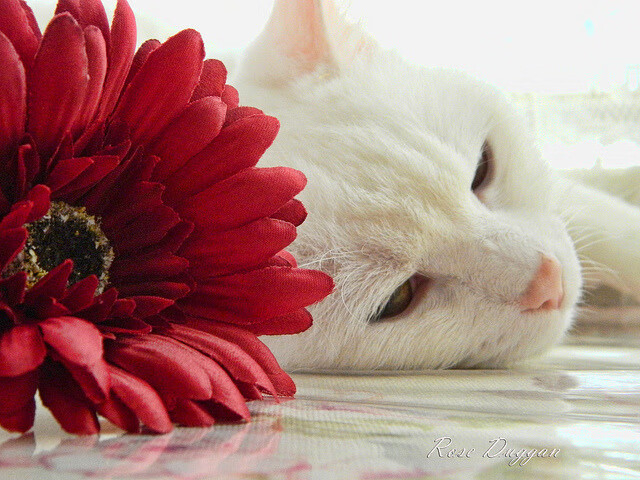 开云体育在线-虚拟剧情，哥伦比亚屠刀下，迪马利亚的绝地圣光