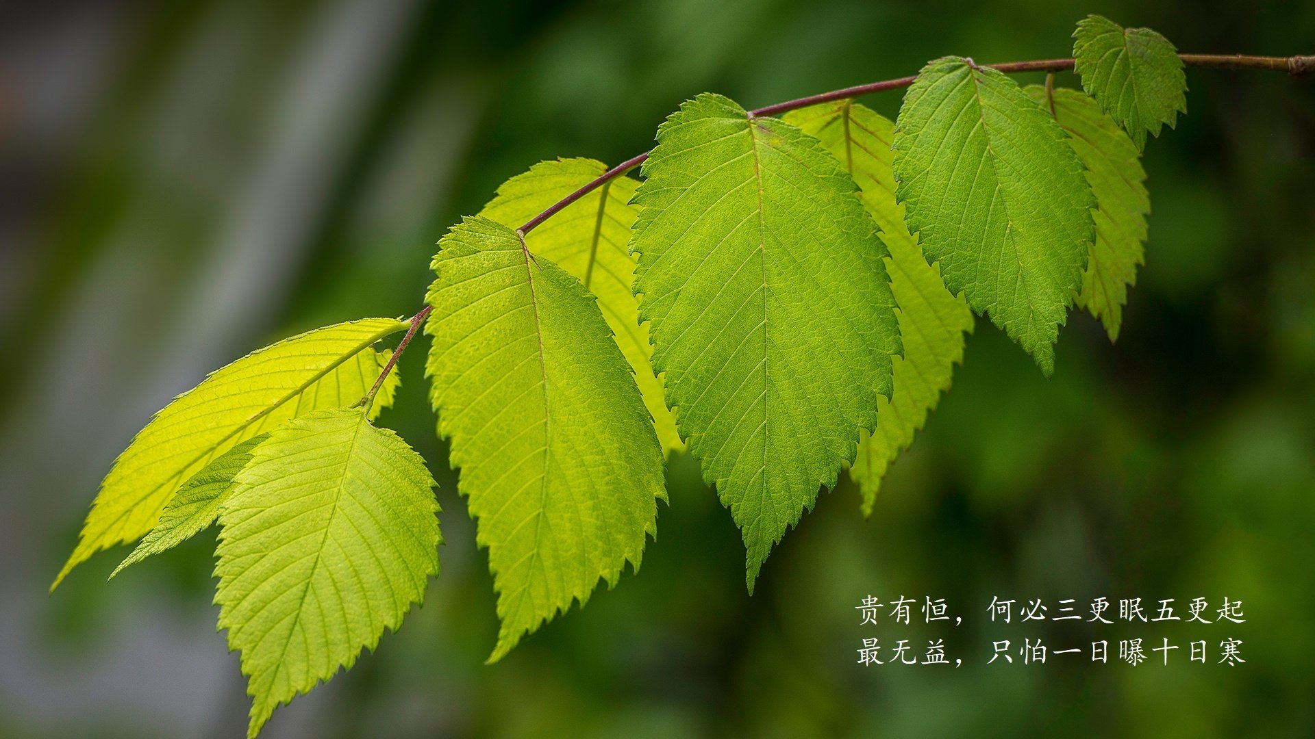 黑色的三分钟，在2026卢塞尔还回来了，加纳绝杀葡萄牙，阿诺德完成致命一击，这不是复仇，是宿命